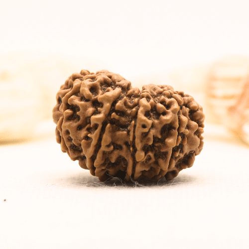 11 Mukhi Nepali Rudraksha - Super Collector