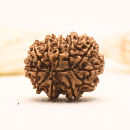11 Mukhi Nepali Rudraksha - Super Collector