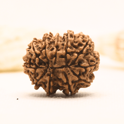 11 Mukhi Nepali Rudraksha - Super Collector