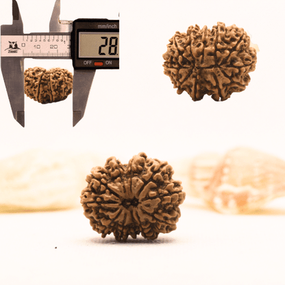11 Mukhi Nepali Rudraksha - Super Collector