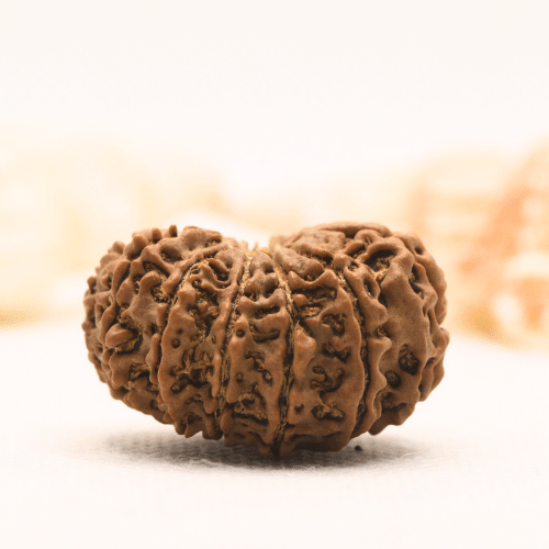 11 Mukhi Nepali Rudraksha - Super Collector