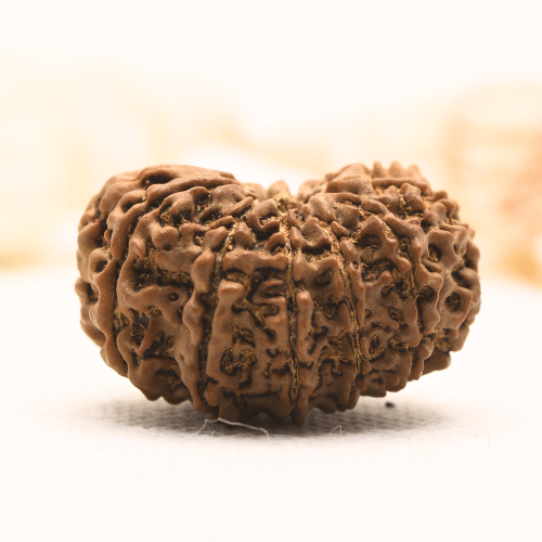 11 Mukhi Nepali Rudraksha - Super Collector