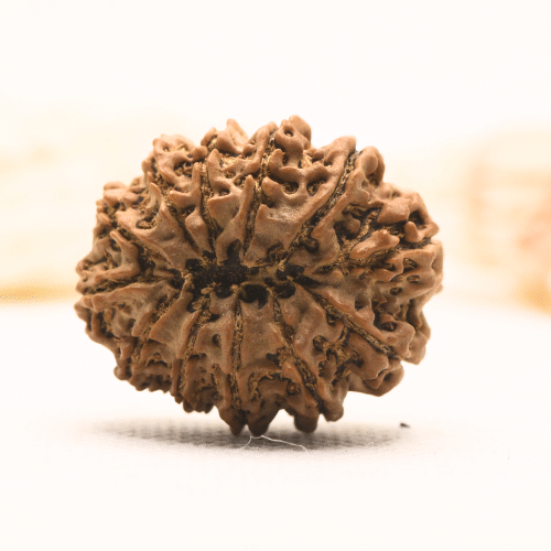 11 Mukhi Nepali Rudraksha - Super Collector