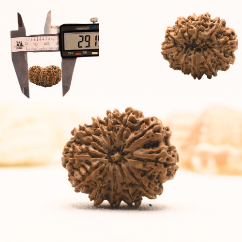 11 Mukhi Nepali Rudraksha - Super Collector
