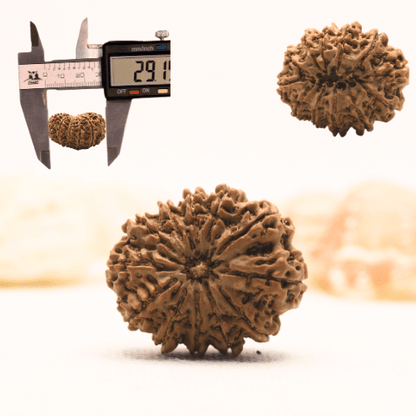 11 Mukhi Nepali Rudraksha - Super Collector