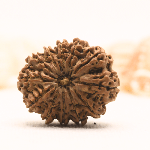 11 Mukhi Nepali Rudraksha - Super Collector