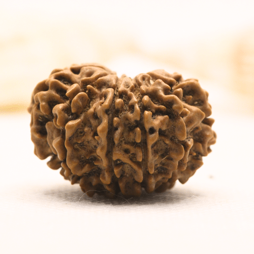 11 Mukhi Nepali Rudraksha - Super Collector