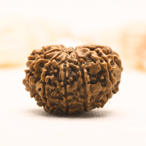 11 Mukhi Nepali Rudraksha - Super Collector