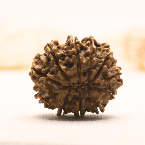 11 Mukhi Nepali Rudraksha - Super Collector