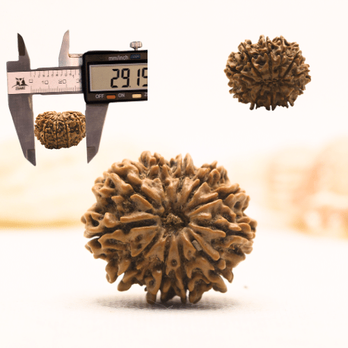 11 Mukhi Nepali Rudraksha - Super Collector