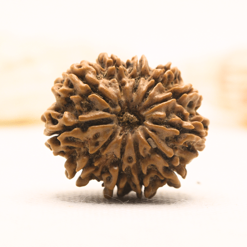 11 Mukhi Nepali Rudraksha - Super Collector
