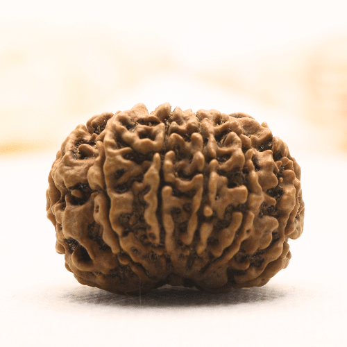 11 Mukhi Nepali Rudraksha - Super Collector