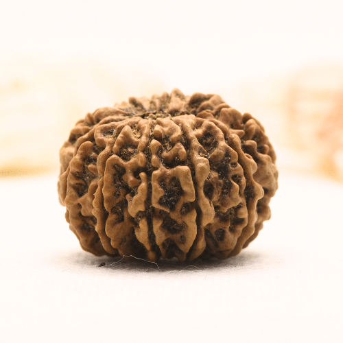 11 Mukhi Nepali Rudraksha - Super Collector