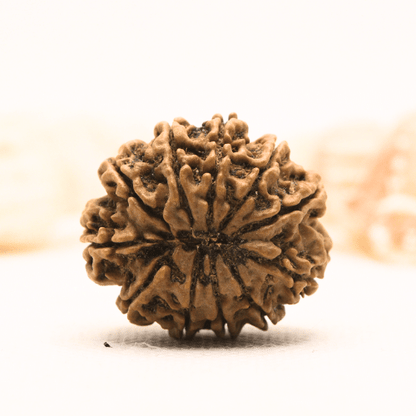 11 Mukhi Nepali Rudraksha - Super Collector