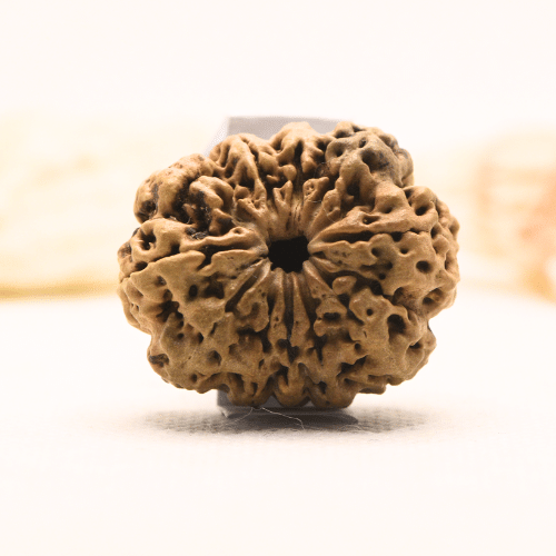 11 Mukhi Nepali Rudraksha - Super Collector
