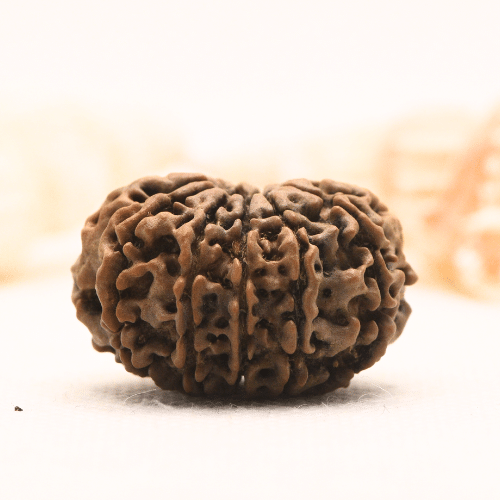 11 Mukhi Nepali Rudraksha - Super Collector