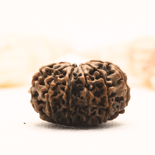 11 Mukhi Nepali Rudraksha - Super Collector