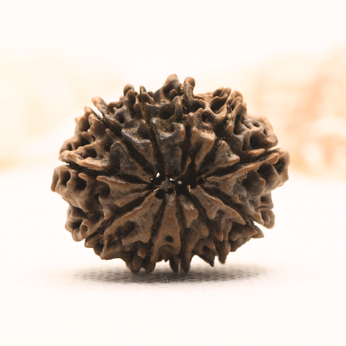 11 Mukhi Nepali Rudraksha - Super Collector