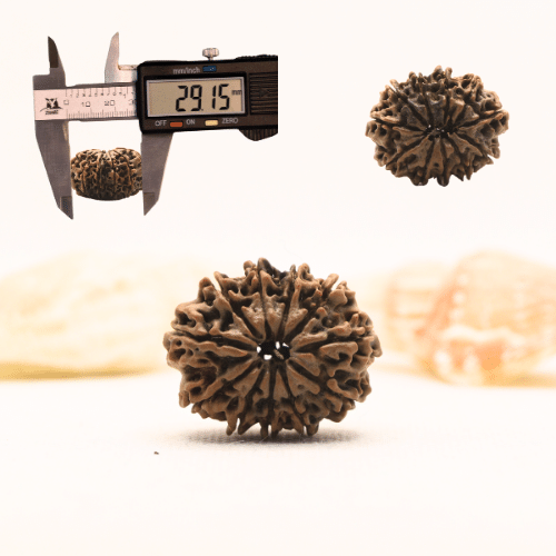 11 Mukhi Nepali Rudraksha - Super Collector