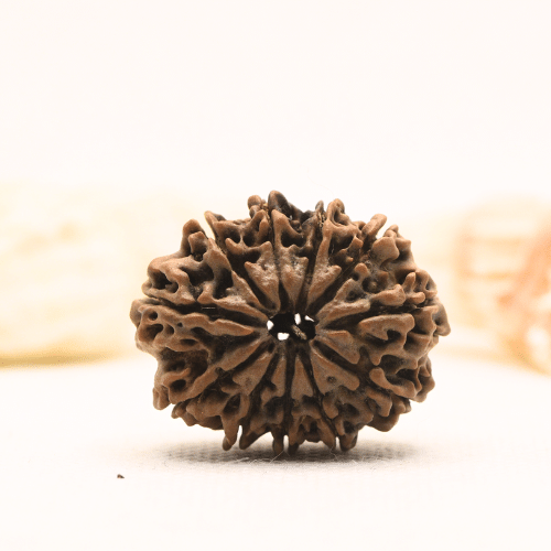 11 Mukhi Nepali Rudraksha - Super Collector