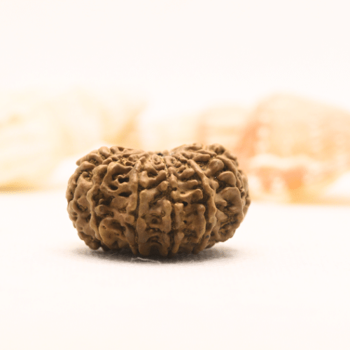 11 Mukhi Nepali Rudraksha - Super Collector