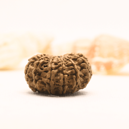 11 Mukhi Nepali Rudraksha - Super Collector