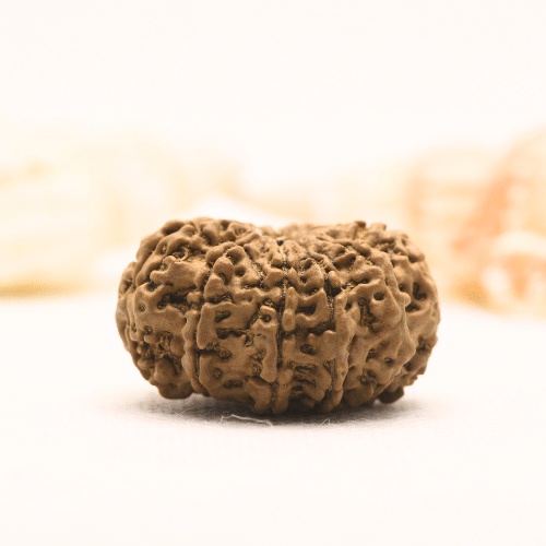 11 Mukhi Nepali Rudraksha - Super Collector