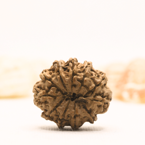 11 Mukhi Nepali Rudraksha - Super Collector