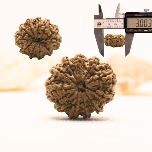 11 Mukhi Nepali Rudraksha - Super Collector