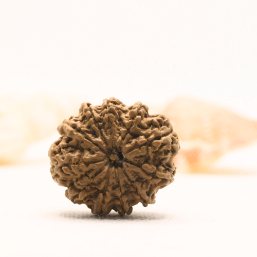 11 Mukhi Nepali Rudraksha - Super Collector