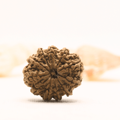 11 Mukhi Nepali Rudraksha - Super Collector