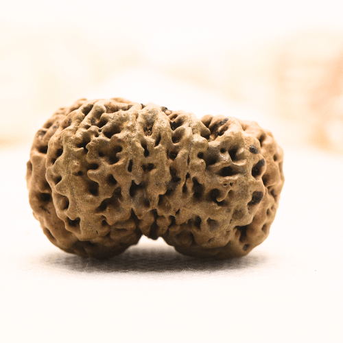 11 Mukhi Nepali Rudraksha - Super Collector