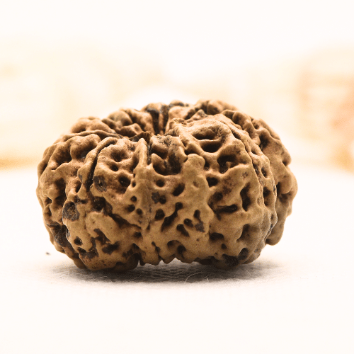 11 Mukhi Nepali Rudraksha - Super Collector
