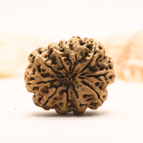 11 Mukhi Nepali Rudraksha - Super Collector