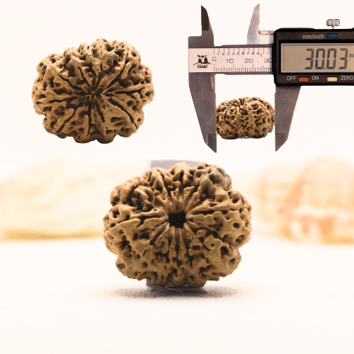 11 Mukhi Nepali Rudraksha - Super Collector