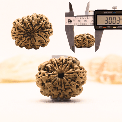 11 Mukhi Nepali Rudraksha - Super Collector