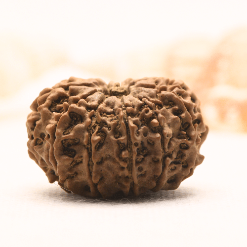 11 Mukhi Nepali Rudraksha - Super Collector