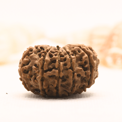 11 Mukhi Nepali Rudraksha - Super Collector