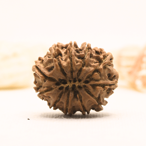 11 Mukhi Nepali Rudraksha - Super Collector