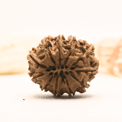 11 Mukhi Nepali Rudraksha - Super Collector