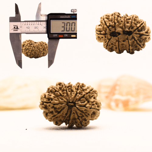 11 Mukhi Nepali Rudraksha - Super Collector