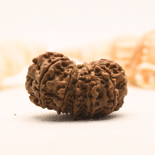 11 Mukhi Nepali Rudraksha - Super Collector