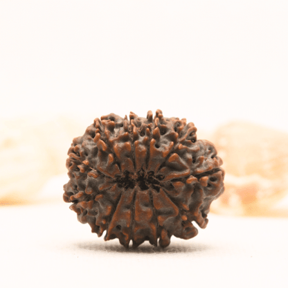 11 Mukhi Nepali Rudraksha - Super Collector