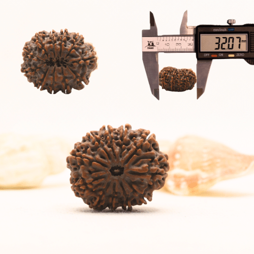 11 Mukhi Nepali Rudraksha - Super Collector