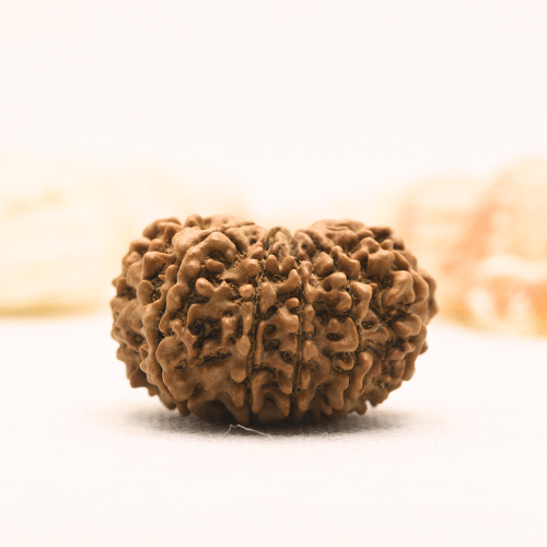 11 Mukhi Nepali Rudraksha - Super Collector