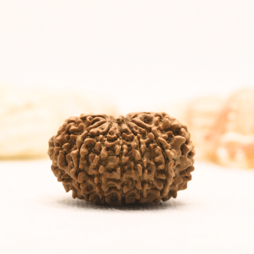 11 Mukhi Nepali Rudraksha - Super Collector