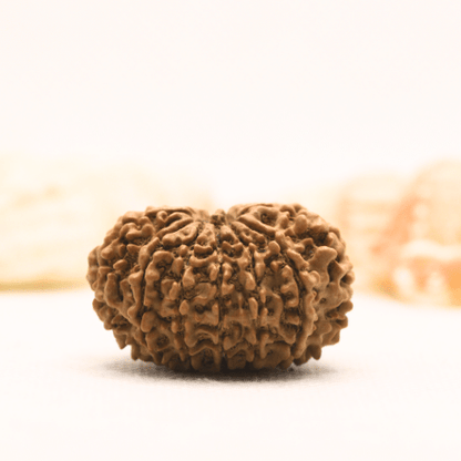 11 Mukhi Nepali Rudraksha - Super Collector