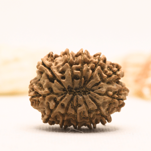 11 Mukhi Nepali Rudraksha - Super Collector