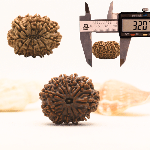 11 Mukhi Nepali Rudraksha - Super Collector