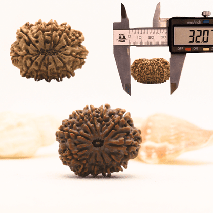 11 Mukhi Nepali Rudraksha - Super Collector